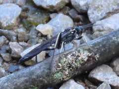 Vulgichneumon