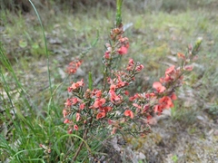 Dillwynia hispida
