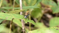 Gymnoclytia