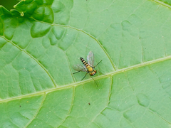 Condylostylus graenicheri