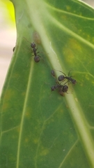 Dolichoderus thoracicus