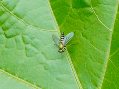 Condylostylus graenicheri