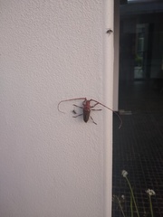 Chydarteres striatus