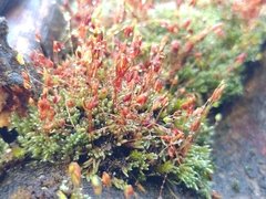 Bryum