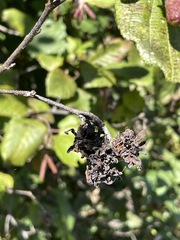 Taphrina robinsoniana