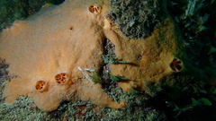 Spirastrella hartmani