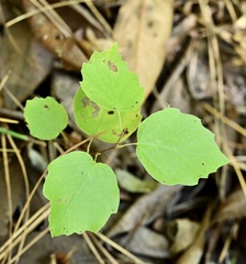 Fothergilla gardenii