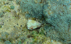 Conus abbreviatus image