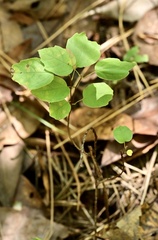 Fothergilla gardenii