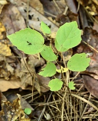 Fothergilla gardenii