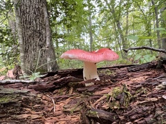 Russula cremoricolor