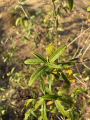 Hypericum prolificum