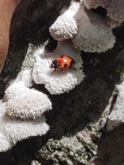 Endomychus biguttatus