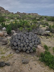 Copiapoa dealbata