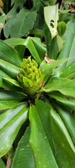 Costus