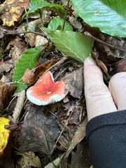 Russula cremoricolor