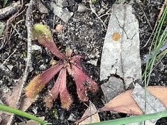 Drosera whittakeri