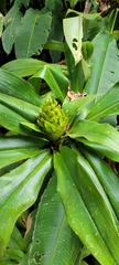 Costus