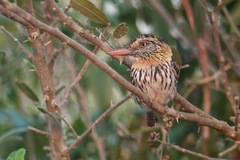 Nystalus maculatus