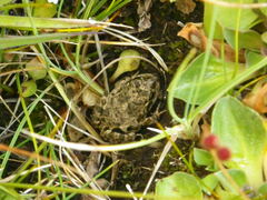 Pleurodema bufoninum