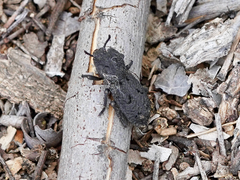 Phloeodes diabolicus