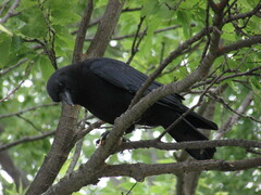 Corvus brachyrhynchos
