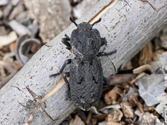 Phloeodes diabolicus