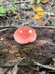 Russula cremoricolor