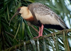 Theristicus caudatus