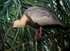 Theristicus caudatus