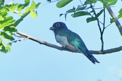 Trogon curucui