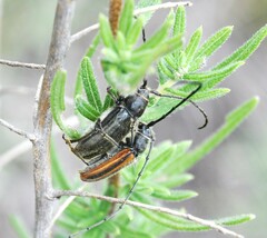 Neocrossidius trivittatus