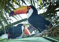 Ramphastos toco