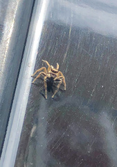 Menemerus bivittatus