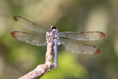 Libellula vibrans