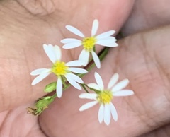 Symphyotrichum depauperatum