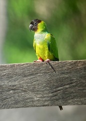 Aratinga nenday