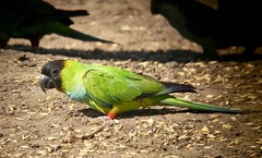 Aratinga nenday