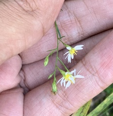 Symphyotrichum depauperatum