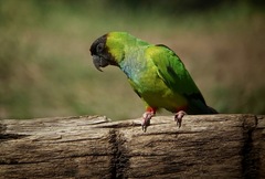 Aratinga nenday