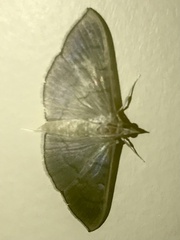 Poliobotys ablactalis