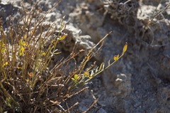 Astragalus megacarpus