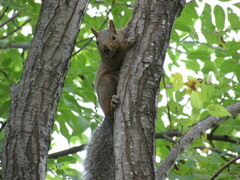 Sciurus carolinensis
