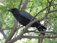 Corvus brachyrhynchos
