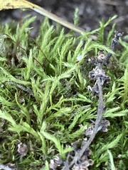 Brachythecium albicans