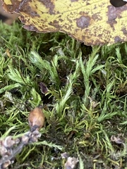 Brachythecium albicans