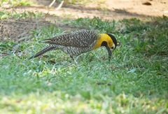 Colaptes campestris campestris