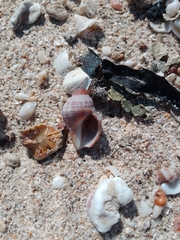 Neogastropoda
