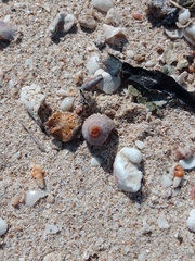 Neogastropoda