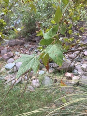 Platanus wrightii